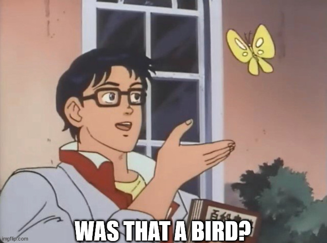 Is this a bird? | WAS THAT A BIRD? | image tagged in is this a bird | made w/ Imgflip meme maker