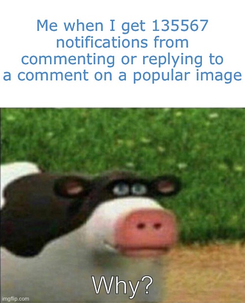 Why? | Me when I get 135567 notifications from commenting or replying to a comment on a popular image; Why? | image tagged in perhaps cow,why | made w/ Imgflip meme maker