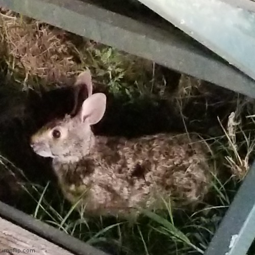 Saw this big ass rabbit last night | made w/ Imgflip meme maker