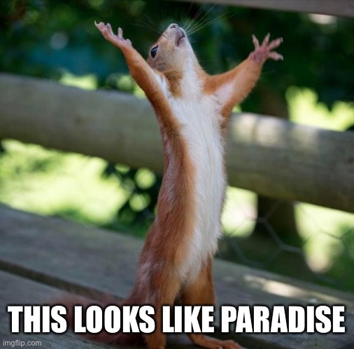 finally | THIS LOOKS LIKE PARADISE | image tagged in finally | made w/ Imgflip meme maker
