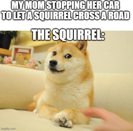 It happens all the time |  MY MOM STOPPING HER CAR TO LET A SQUIRREL CROSS A ROAD; THE SQUIRREL: | image tagged in blank white template,memes,doge 2,squirrel,staring | made w/ Imgflip meme maker
