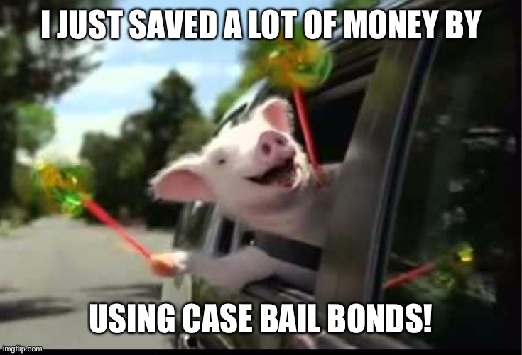 Case Bail Bonds | I JUST SAVED A LOT OF MONEY BY; USING CASE BAIL BONDS! | image tagged in geico weeee pig | made w/ Imgflip meme maker