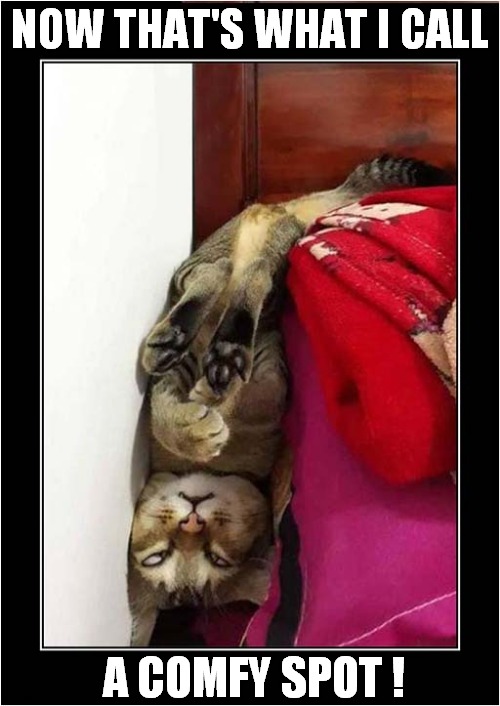 Cats Can Sleep Anywhere ! | NOW THAT'S WHAT I CALL; A COMFY SPOT ! | image tagged in cats,now thats what i call,sleeping | made w/ Imgflip meme maker