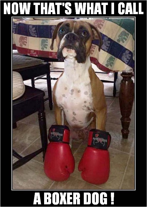 An Aptly Named Breed ! | NOW THAT'S WHAT I CALL; A BOXER DOG ! | image tagged in dogs,breed,boxer,visual pun | made w/ Imgflip meme maker