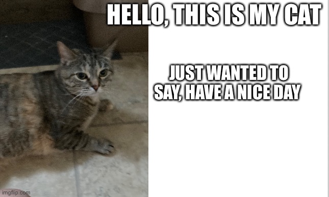 white background | HELLO, THIS IS MY CAT; JUST WANTED TO SAY, HAVE A NICE DAY | image tagged in white background | made w/ Imgflip meme maker