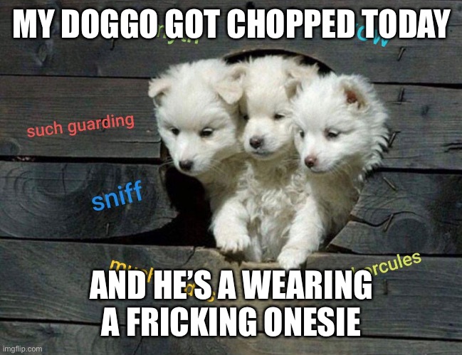 I feel sorry for him! | MY DOGGO GOT CHOPPED TODAY; AND HE’S A WEARING A FRICKING ONESIE | made w/ Imgflip meme maker