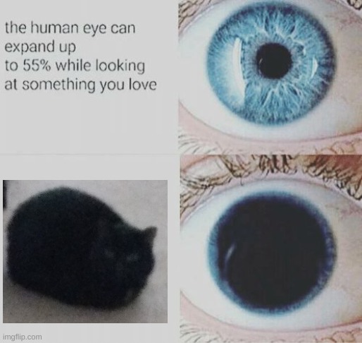 Eye pupil expand | image tagged in eye pupil expand | made w/ Imgflip meme maker