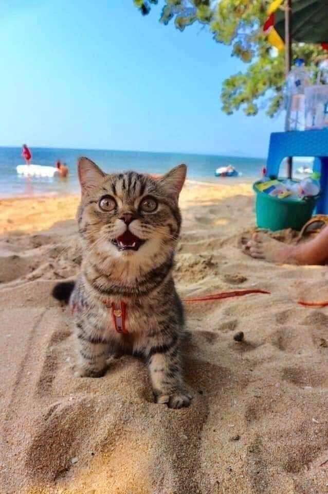 High Quality Beach Cat Blank Meme Template