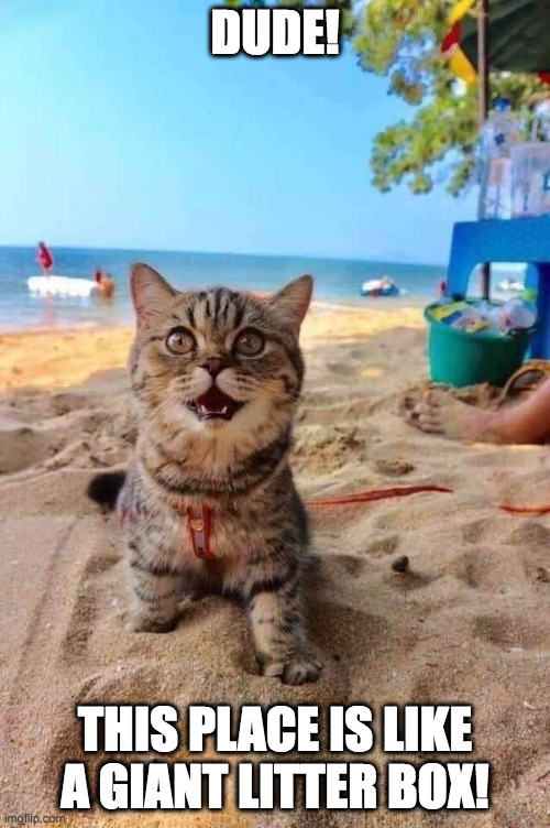 Beach Cat | DUDE! THIS PLACE IS LIKE A GIANT LITTER BOX! | image tagged in beach cat | made w/ Imgflip meme maker