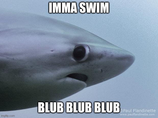 real life sharks vs movie sharks | IMMA SWIM; BLUB BLUB BLUB | image tagged in awkward shark | made w/ Imgflip meme maker