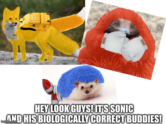 Sonic and his biologically correct buddies |  HEY LOOK GUYS! IT’S SONIC AND HIS BIOLOGICALLY CORRECT BUDDIES! | image tagged in sonic the hedgehog,knuckles,tails the fox,funny animals | made w/ Imgflip meme maker