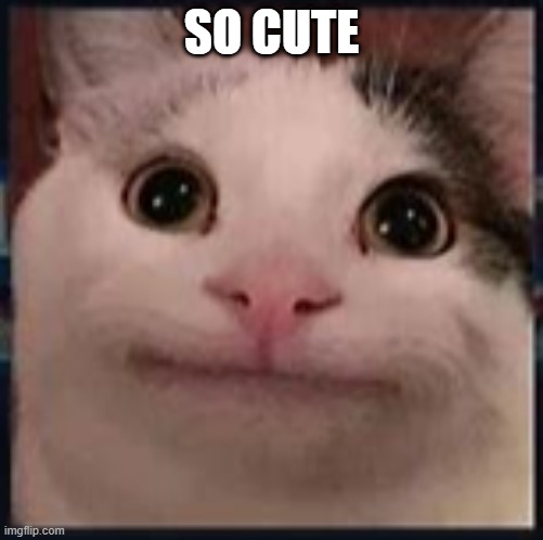 infinity% cute | SO CUTE | image tagged in beluga | made w/ Imgflip meme maker