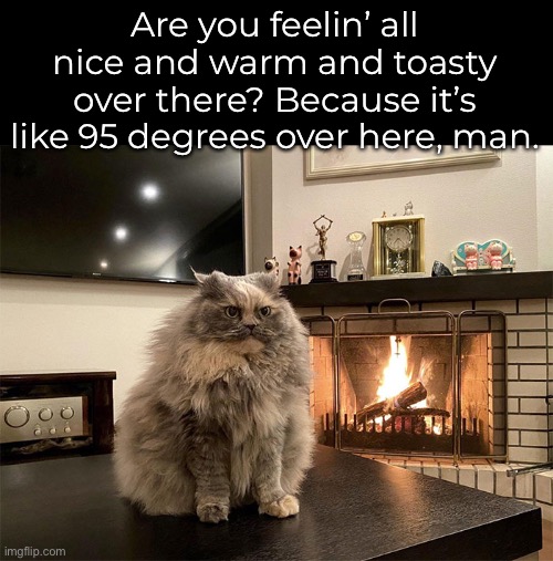 Winter coat | Are you feelin’ all nice and warm and toasty over there? Because it’s like 95 degrees over here, man. | image tagged in funny memes,funny cat memes,funny fat cats | made w/ Imgflip meme maker