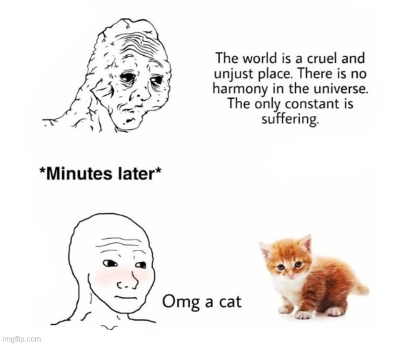 i love cat!!! - Imgflip