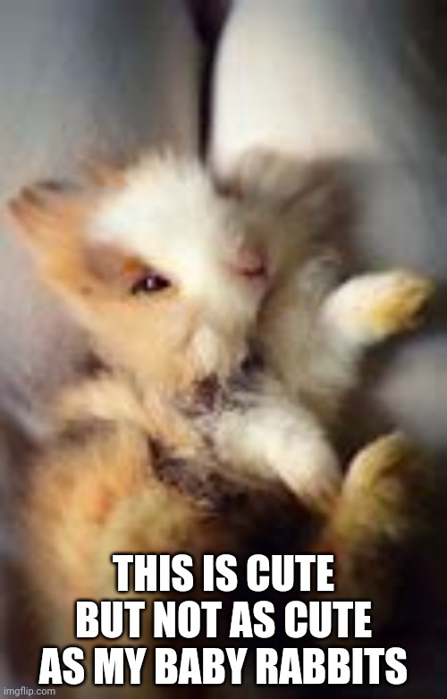 THIS IS CUTE BUT NOT AS CUTE AS MY BABY RABBITS | made w/ Imgflip meme maker