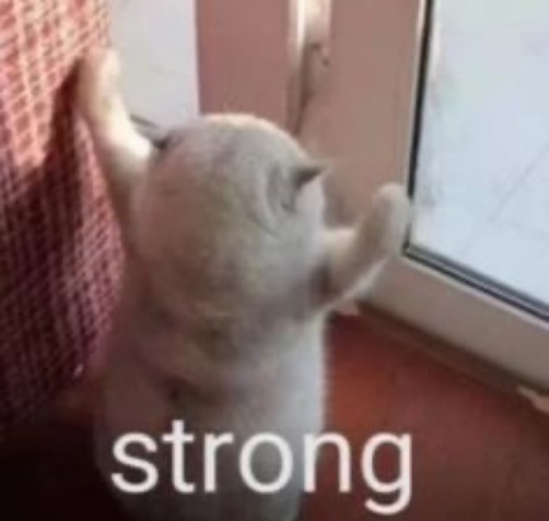 High Quality strong cat Blank Meme Template