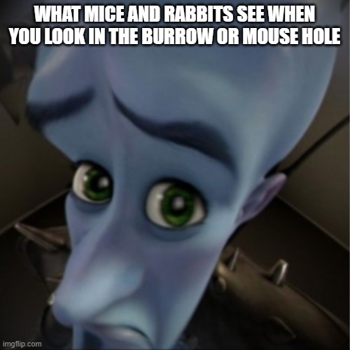 meme mouse | WHAT MICE AND RABBITS SEE WHEN YOU LOOK IN THE BURROW OR MOUSE HOLE | image tagged in megamind peeking | made w/ Imgflip meme maker