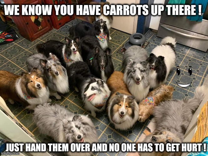Sheltie Snack time | WE KNOW YOU HAVE CARROTS UP THERE ! JUST HAND THEM OVER AND NO ONE HAS TO GET HURT ! | image tagged in sheltie,carrots,snacks | made w/ Imgflip meme maker