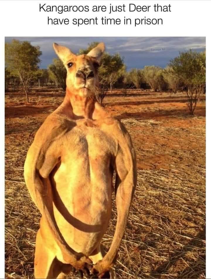 Kangaroos are prison deer Blank Meme Template