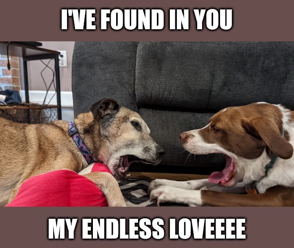 Doggo Duet | I'VE FOUND IN YOU; MY ENDLESS LOVEEEE | image tagged in dogs,doggos,doge | made w/ Imgflip meme maker