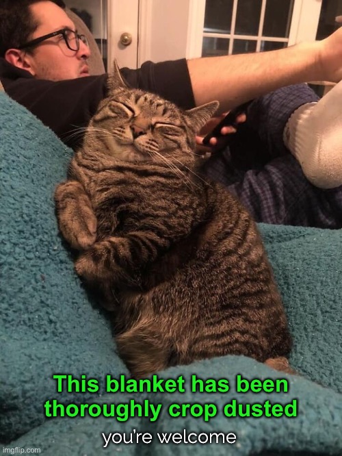 *hee hee* |  This blanket has been thoroughly crop dusted; you’re welcome | image tagged in funny memes,funny cat memes,funny cats | made w/ Imgflip meme maker