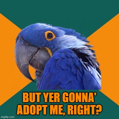 Paranoid Parrot Meme | BUT YER GONNA' ADOPT ME, RIGHT? | image tagged in memes,paranoid parrot | made w/ Imgflip meme maker