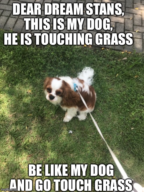 DEAR DREAM STANS, THIS IS MY DOG, HE IS TOUCHING GRASS; BE LIKE MY DOG AND GO TOUCH GRASS | image tagged in dog | made w/ Imgflip meme maker