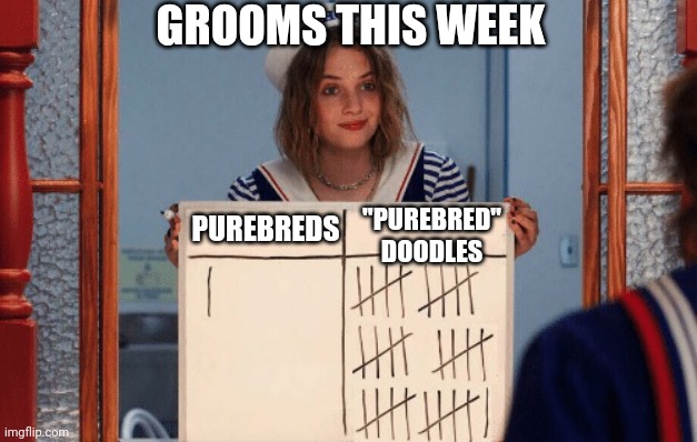 Doodles | GROOMS THIS WEEK; "PUREBRED" DOODLES; PUREBREDS | image tagged in stranger things whiteboard,groomers,dog grooming,doodle | made w/ Imgflip meme maker