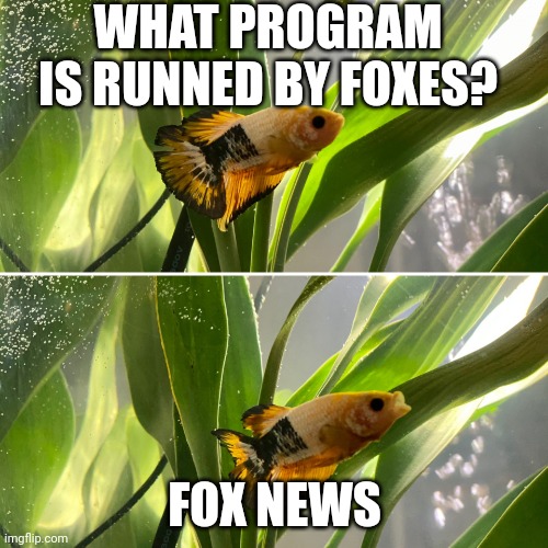 The government is lying to us! | WHAT PROGRAM IS RUNNED BY FOXES? FOX NEWS | image tagged in pikachu the betta | made w/ Imgflip meme maker