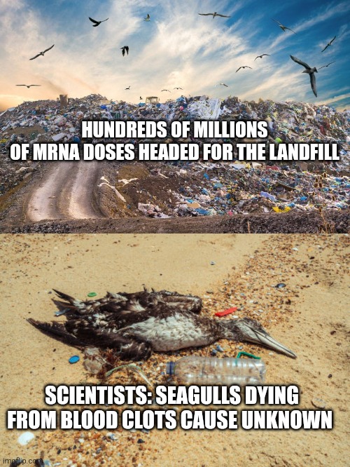 Hundreds Of Millions Of mRNA Doses Headed For The Landfill | HUNDREDS OF MILLIONS OF MRNA DOSES HEADED FOR THE LANDFILL; SCIENTISTS: SEAGULLS DYING FROM BLOOD CLOTS CAUSE UNKNOWN | made w/ Imgflip meme maker