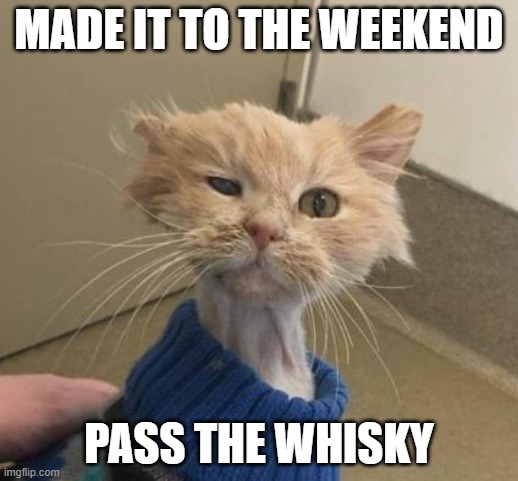 made it to the weekend |  MADE IT TO THE WEEKEND; PASS THE WHISKY | image tagged in cat weekend | made w/ Imgflip meme maker