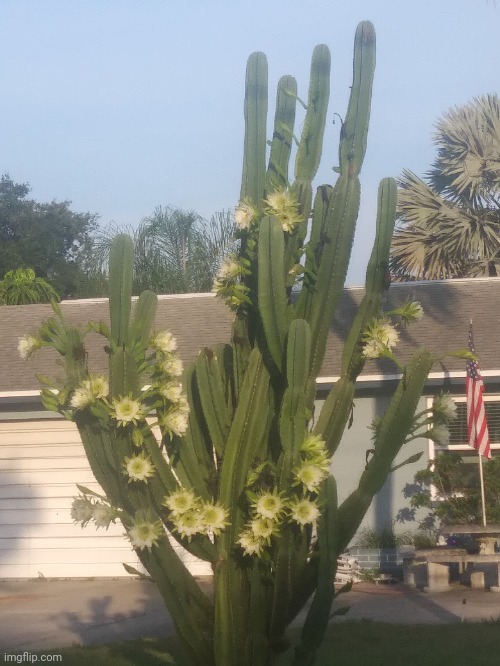 Cactus in Bloom | made w/ Imgflip meme maker