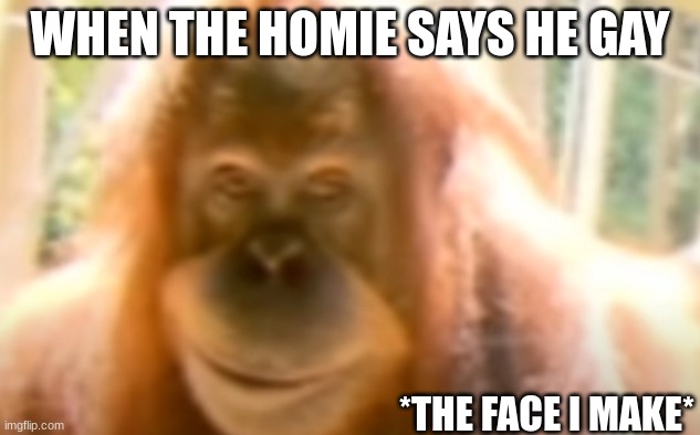 the homies all the time | WHEN THE HOMIE SAYS HE GAY; *THE FACE I MAKE* | image tagged in lol | made w/ Imgflip meme maker