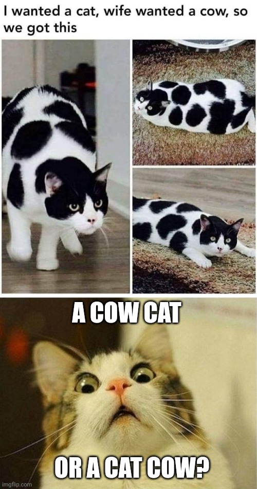 That's a pretty cat | A COW CAT; OR A CAT COW? | image tagged in memes,scared cat,cat | made w/ Imgflip meme maker