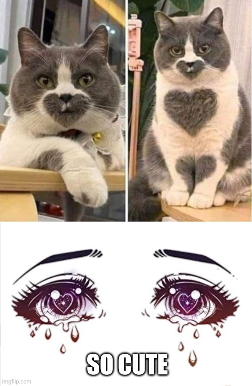 That's a very special cat | SO CUTE | image tagged in anime heart eyes,cat,hearts | made w/ Imgflip meme maker