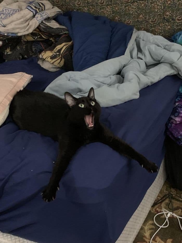 High Quality Surprised Black Cat Blank Meme Template