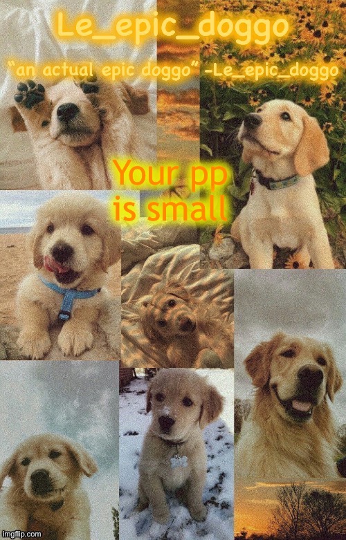 Doggo temp by doggo. Wait what that’s confusing | Your pp is small | image tagged in doggo temp by doggo wait what that s confusing | made w/ Imgflip meme maker