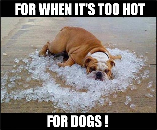 Scorching Temperature ! | FOR WHEN IT'S TOO HOT; FOR DOGS ! | image tagged in dogs,too hot,ice cube | made w/ Imgflip meme maker