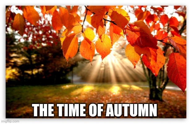 autumn forest | THE TIME OF AUTUMN | image tagged in autumn forest | made w/ Imgflip meme maker