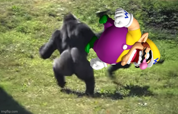 Wario gets attacked by a Gorilla.mp3 | image tagged in gorilla throwing another gorilla,wario,wario dies,gorilla,monkey,animals | made w/ Imgflip meme maker