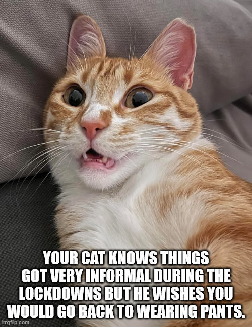 Think of the Kitties! |  YOUR CAT KNOWS THINGS GOT VERY INFORMAL DURING THE LOCKDOWNS BUT HE WISHES YOU WOULD GO BACK TO WEARING PANTS. | image tagged in shocked tabby,cats | made w/ Imgflip meme maker
