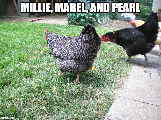 I miss Pearl. R.I.P. | MILLIE, MABEL, AND PEARL | made w/ Imgflip meme maker