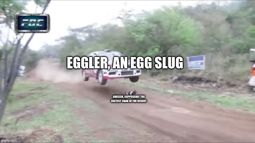balls | EGGLER, AN EGG SLUG; CHEEZER, SUPPOSEDLY THE FASTEST SNAK IN THE DESERT | made w/ Imgflip meme maker
