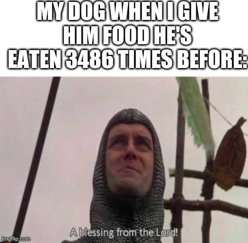 I finally got a meme idea | MY DOG WHEN I GIVE HIM FOOD HE'S EATEN 3486 TIMES BEFORE: | image tagged in blank white template,a blessing from the lord | made w/ Imgflip meme maker