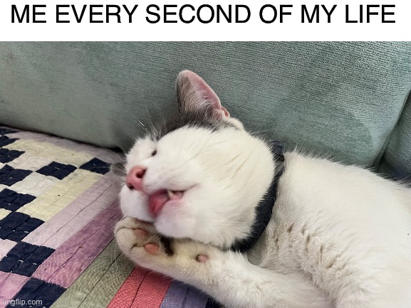 I am tired | ME EVERY SECOND OF MY LIFE | image tagged in tired,cat,cats,sleep,blank white template | made w/ Imgflip meme maker