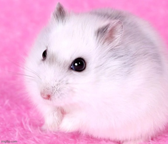 Like this cute hamster?  Gp to XHamster.com for more cute hamsters :D | made w/ Imgflip meme maker