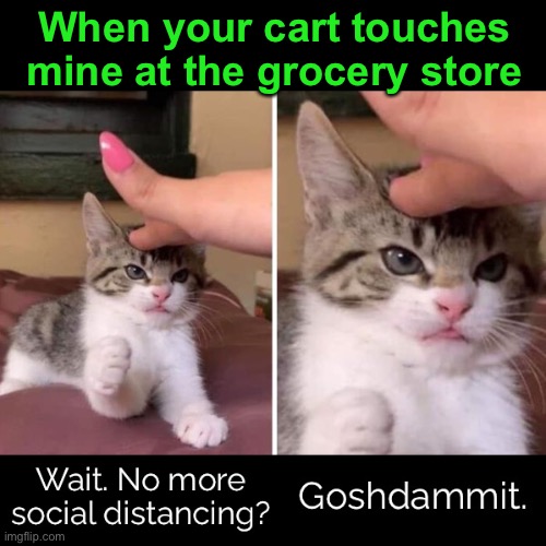 Why was the entire town at the grocery store today? Sheesh! | When your cart touches mine at the grocery store | image tagged in funny memes,funny cat memes,lolcats,social distancing | made w/ Imgflip meme maker