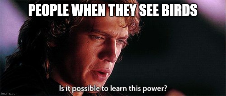 Best title ever | PEOPLE WHEN THEY SEE BIRDS | image tagged in is it possible to learn this power | made w/ Imgflip meme maker
