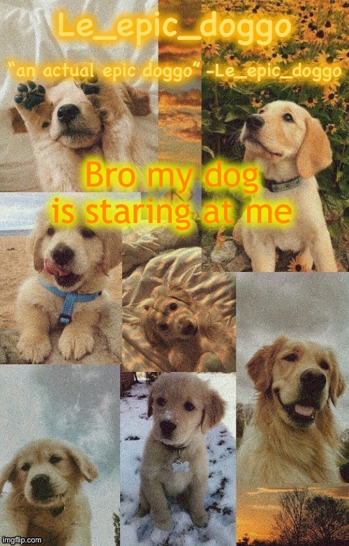 Doggo temp by doggo. Wait what that’s confusing | Bro my dog is staring at me | image tagged in doggo temp by doggo wait what that s confusing | made w/ Imgflip meme maker