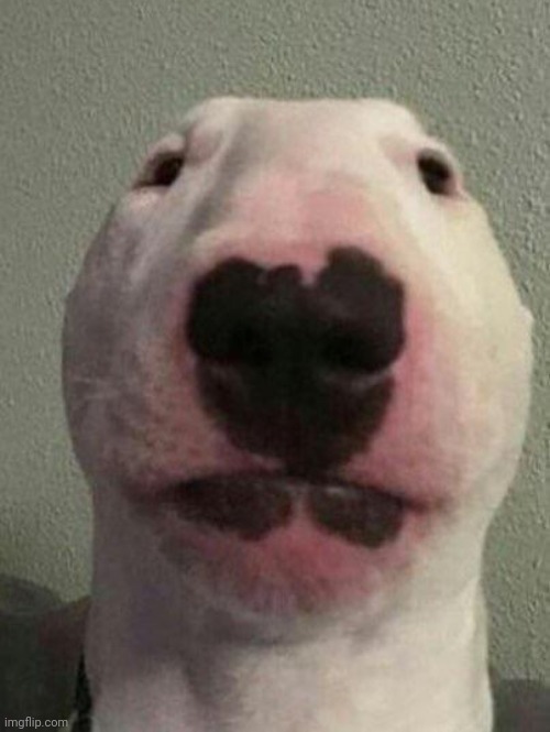 Nelson the Bull Terrier / Walter | image tagged in nelson the bull terrier / walter | made w/ Imgflip meme maker